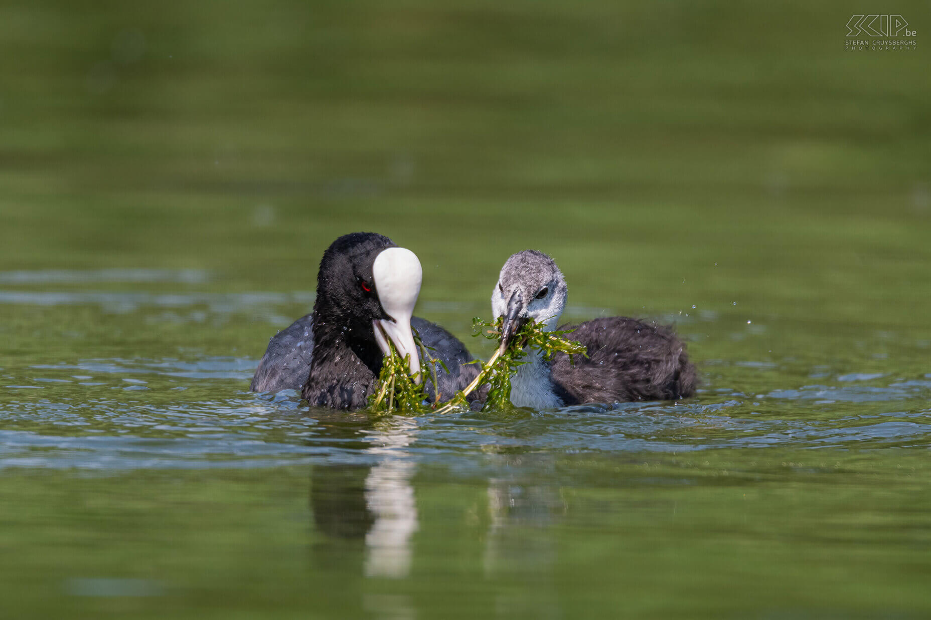 Watervogels  - Meerkoet met jong Meerkoet / Eurasian coot / Fulica atra Stefan Cruysberghs